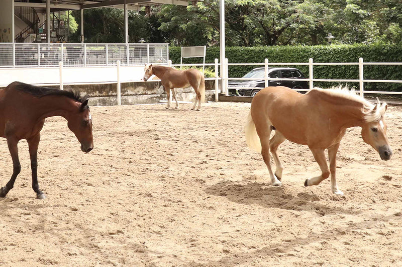 Blog_Impact_EQUAL_TherapyHorses-2