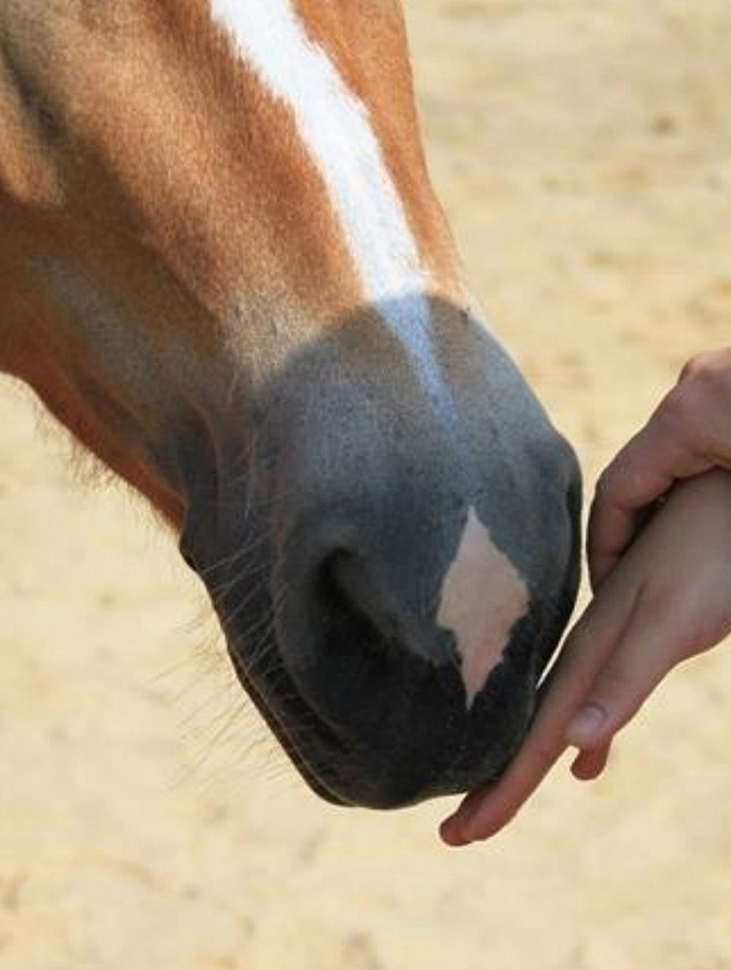 Blog_Impact_EQUAL_TherapyHorses-3