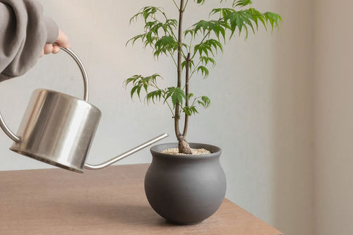 SOILBOY Bonsai Workshop (1 pax) | Sat 18 Mar
